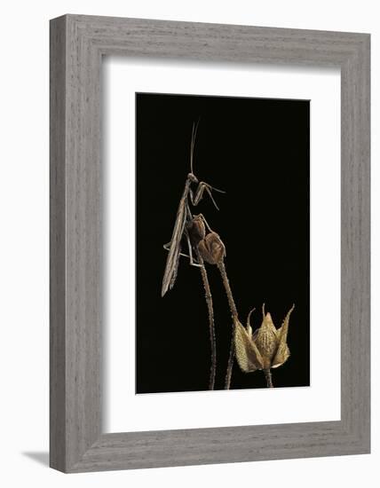 Ameles Decolor (Praying Mantis)-Paul Starosta-Framed Photographic Print