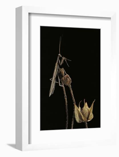 Ameles Decolor (Praying Mantis)-Paul Starosta-Framed Photographic Print