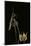 Ameles Decolor (Praying Mantis)-Paul Starosta-Mounted Photographic Print
