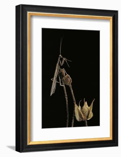 Ameles Decolor (Praying Mantis)-Paul Starosta-Framed Photographic Print