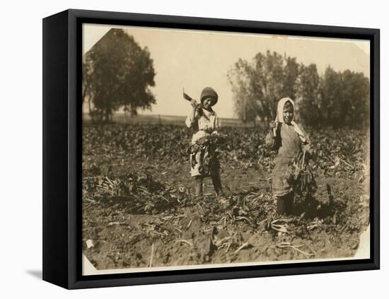 Amelia and Mary Luft, 9 and 12, Cutting Sugar Beet on Farm Near Sterling, Colorado, 1915-Lewis Wickes Hine-Framed Premier Image Canvas