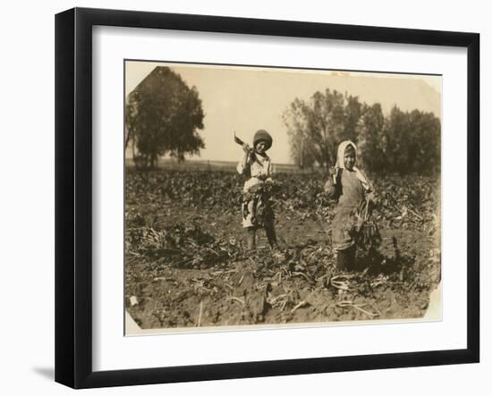 Amelia and Mary Luft, 9 and 12, Cutting Sugar Beet on Farm Near Sterling, Colorado, 1915-Lewis Wickes Hine-Framed Photographic Print