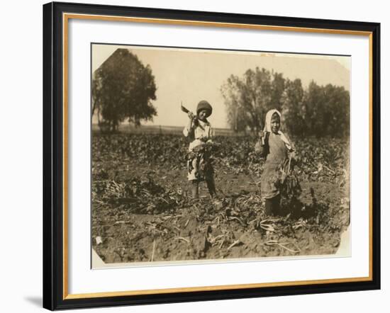 Amelia and Mary Luft, 9 and 12, Cutting Sugar Beet on Farm Near Sterling, Colorado, 1915-Lewis Wickes Hine-Framed Photographic Print