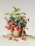 Cherries in Delft Bowl with Red and Yellow Apple-Amelia Kleiser-Giclee Print