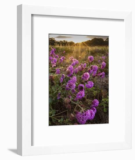 Amelia's sand verbena (Abronia ameliae) at sunrise.-Larry Ditto-Framed Photographic Print