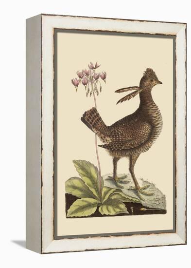 Amercan Partridge-Mark Catesby-Framed Stretched Canvas