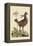 Amercan Partridge-Mark Catesby-Framed Stretched Canvas