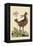 Amercan Partridge-Mark Catesby-Framed Stretched Canvas