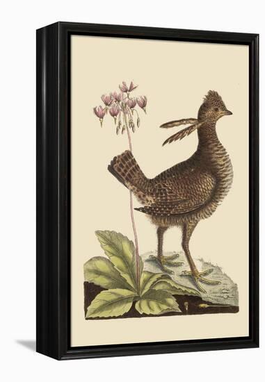 Amercan Partridge-Mark Catesby-Framed Stretched Canvas