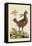 Amercan Partridge-Mark Catesby-Framed Stretched Canvas