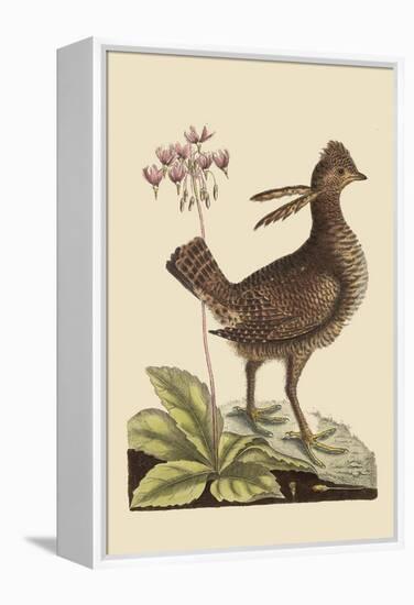 Amercan Partridge-Mark Catesby-Framed Stretched Canvas