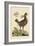 Amercan Partridge-Mark Catesby-Framed Art Print