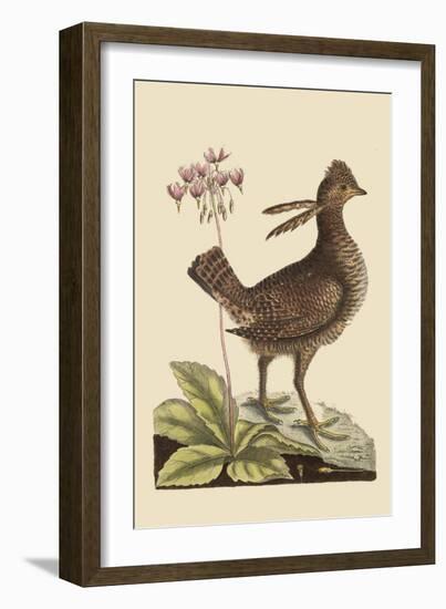 Amercan Partridge-Mark Catesby-Framed Art Print