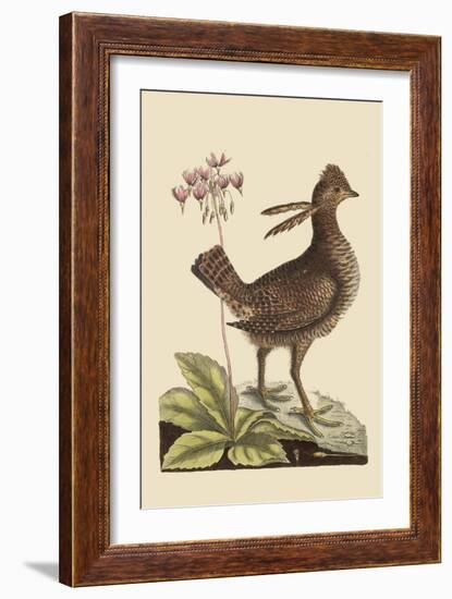 Amercan Partridge-Mark Catesby-Framed Art Print