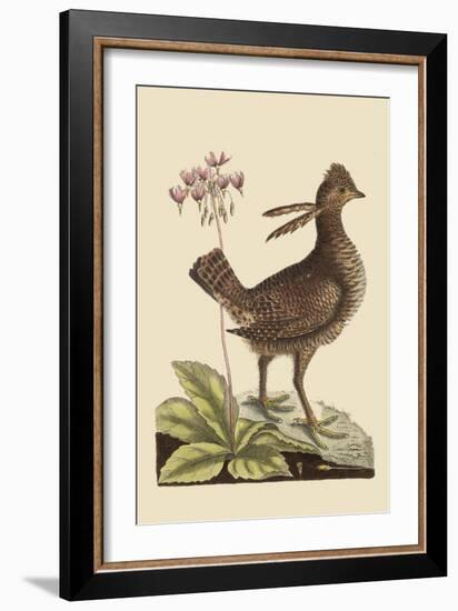 Amercan Partridge-Mark Catesby-Framed Art Print