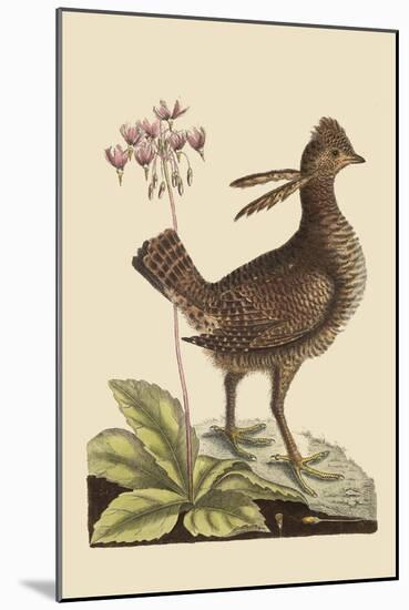 Amercan Partridge-Mark Catesby-Mounted Art Print