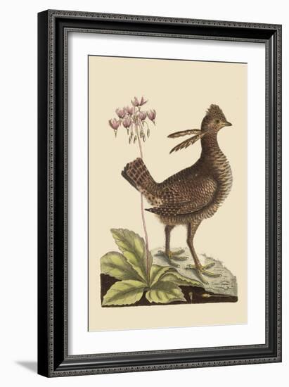 Amercan Partridge-Mark Catesby-Framed Art Print