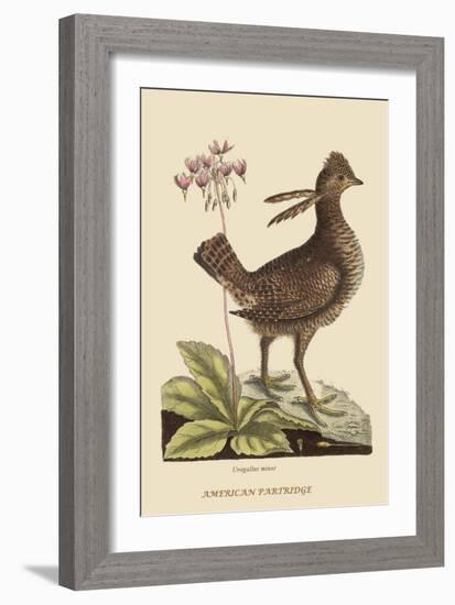 Amercan Partridge-Mark Catesby-Framed Art Print