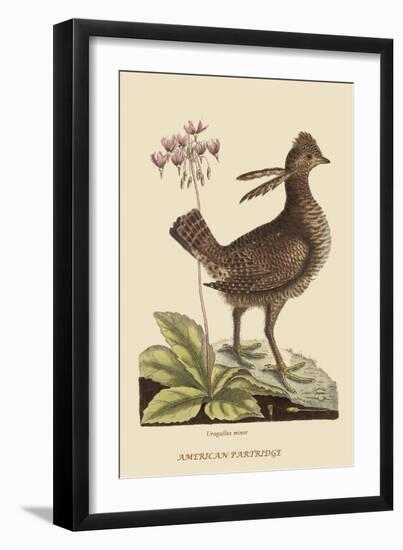 Amercan Partridge-Mark Catesby-Framed Art Print