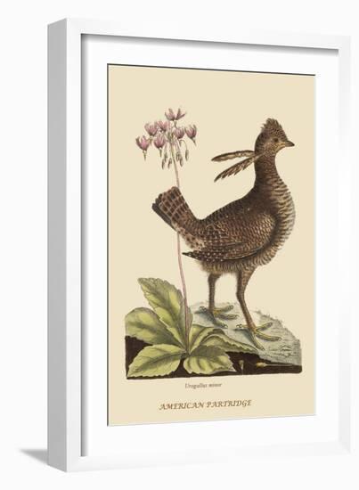 Amercan Partridge-Mark Catesby-Framed Art Print