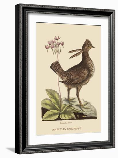 Amercan Partridge-Mark Catesby-Framed Art Print