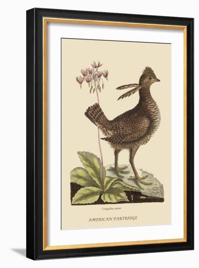 Amercan Partridge-Mark Catesby-Framed Art Print