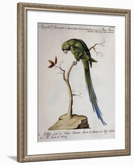 America Parrot or Parakeet-null-Framed Giclee Print