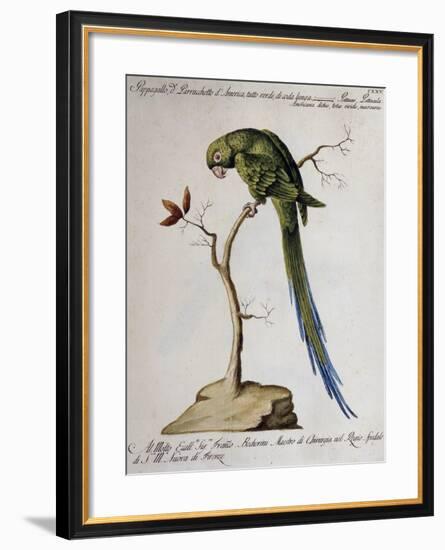 America Parrot or Parakeet-null-Framed Giclee Print