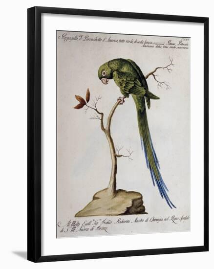 America Parrot or Parakeet-null-Framed Giclee Print