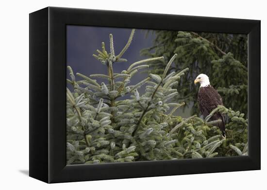 America's Bird-Susann Parker-Framed Premier Image Canvas