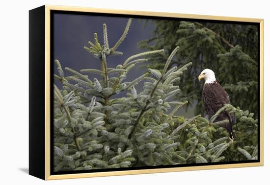 America's Bird-Susann Parker-Framed Premier Image Canvas