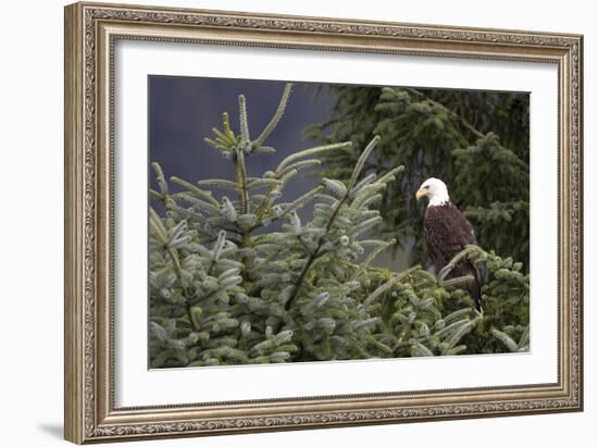 America's Bird-Susann Parker-Framed Photographic Print