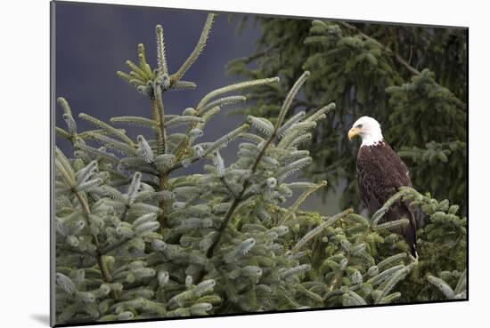 America's Bird-Susann Parker-Mounted Photographic Print