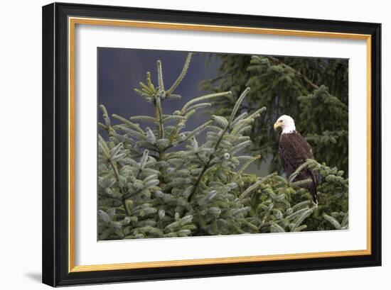 America's Bird-Susann Parker-Framed Photographic Print