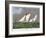 America's Cup, 1885-Currier & Ives-Framed Giclee Print