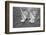 America's Cup Competitors-Alan Altman-Framed Photographic Print