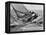 America's Cup Trials-null-Framed Premier Image Canvas