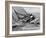 America's Cup Trials-null-Framed Photographic Print