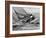 America's Cup Trials-null-Framed Photographic Print