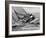 America's Cup Trials-null-Framed Photographic Print