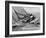 America's Cup Trials-null-Framed Photographic Print