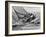 America's Cup Trials-null-Framed Photographic Print