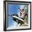 America's Deadly Dogfighter, the Yf - 16-Wilf Hardy-Framed Giclee Print