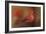 America's Favorite Red Bird-Jai Johnson-Framed Giclee Print