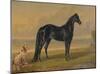 America’s Renowned Stallions, c. 1876 I-Vintage Reproduction-Mounted Art Print