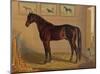 America’s Renowned Stallions, c. 1876 IV-Vintage Reproduction-Mounted Art Print