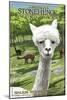 America's Stonehenge, New Hampshire - Alpacas-Lantern Press-Mounted Art Print