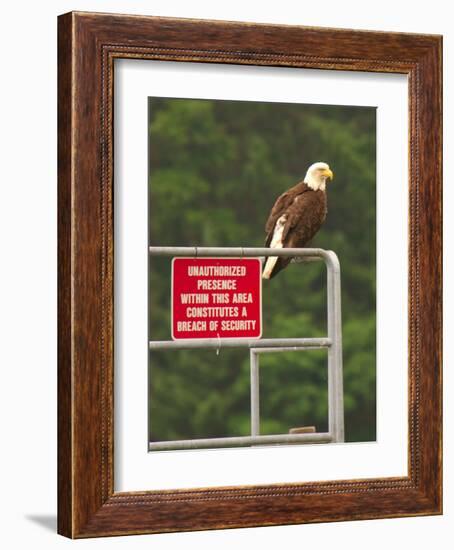 America Under Eagle Watch-Charles Glover-Framed Giclee Print