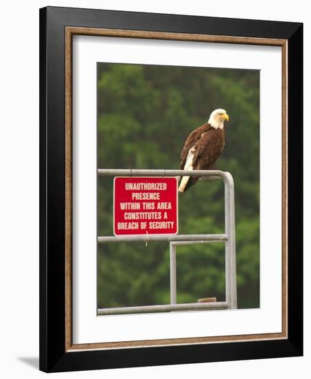 America Under Eagle Watch-Charles Glover-Framed Giclee Print