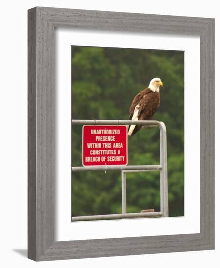 America Under Eagle Watch-Charles Glover-Framed Giclee Print